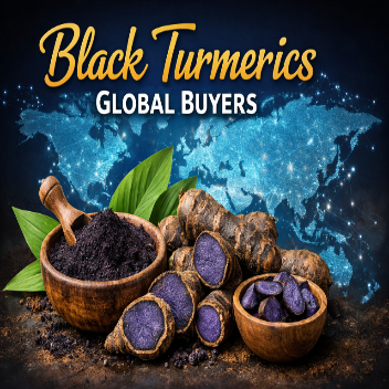 Black Turmeric